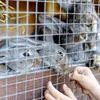 CCLIFE Maschendrahtzaun Wühlmausgitter Geflügelnetz ,  Produktbild-Vorschau 6