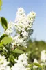 Syringa vulgaris 'Mme Lemoine', Flieder, weiß, 40–60 cm Produktbild-Vorschau 11