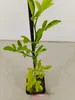 A small potted plant with green leaves and a dark stake supporting it. Náhľad obrázku produktu