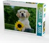 Calvendo Golden Retriever 1000 Teile Puzzle quer 640x480mm, Produktbild-Vorschau 1