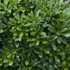 Austrálsky vavrín  – Pittosporum tobira 'Nanum'  | 25–30 cm Náhľad obrázku produktu 2