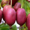 A close-up of several red kiwi berries hanging from a branch. Produktbild-Vorschau