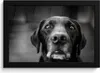 MuchoWow® MuchoWow® Gerahmtes Poster Tierprofil Labrador Produktbild-Vorschau 1