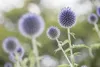 Echinops ritro, Kugeldistel, stahlblau, ca. 9x9 cm Topf Produktbild-Vorschau 7