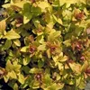 Spiraea jap. 'Golden Princess' - Brautspiere 25- 30  cm - Produktbild-Vorschau 3