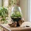 vase exceptionnel en bois de racine & verre, pièce unique, Voir les images du produit 1
