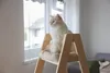 Kerbl Kratzbaum Ladder (97x35x134cm, massiv, Velour, 4 Produktbild-Vorschau 6