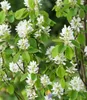 BALDUR Garten 1x Felsenbirne Amelanchier 'Obelisk®', Produktbild-Vorschau 2