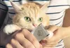 Leise Tierhaarschneidemaschine für Hunde und Katzen Produktbild-Vorschau 5