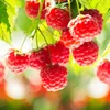 Green boutiQ - Obstpflanze - Rubus idaeus Ottawa - Produktbild-Vorschau 5
