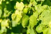 Vitis vinifera 'Erdbeertraube', Weinrebe, süß, 80–100 cm Produktbild-Vorschau 9