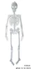Skelett 150 cm | Halloween-Deko Produktbild-Vorschau 1