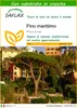 SAFLAX  - Pino marittimo - 6 semi - Con substrato - Pinus Anteprima dell’immagine prodotto 1