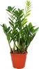 Zamioculcas zamiifolia - Zamio palma - Zamio kapradina 14cm Náhled obrázku produktu 3