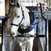 Kentucky Walker 160g Teppich Blau 140 cm Blau 140 cm Produktbild-Vorschau 19