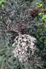 Sambucus nigra 'Black Lace', Schwarzer Holunder, dunkelrot, Produktbild-Vorschau 9