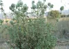 SAFLAX - Majorán španielsky - Thymus mastichina - 250 Náhľad obrázku produktu 4