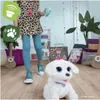 Hasbro Furreal Gogo Tancujúce šteňa Náhľad obrázku produktu 5