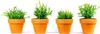 Gardners Rhipsalis mix, priemer 6 cm Náhľad obrázku produktu 1
