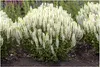 Stauden Gänge 5 x Salvia nemorosa 'Sensation White ®' im 1 Produktbild-Vorschau 1