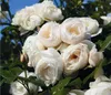 Dehner Rose Kletterrose Uetersener Klosterrose®, Züchter Produktbild-Vorschau 1