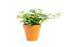 Gardners Hedera helix Green Wonder, průměr 9 cm Náhled obrázku produktu 1