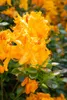 Rhododendron luteum 'Klondyke', gelb-orange, 30–40 cm Produktbild-Vorschau 4