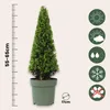 Houx crenelé - Ilex crenata 'Jenny' - Hauteur 55-65cm - Voir les images du produit 2