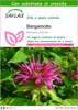SAFLAX  - Bergamotto - 20 semi - Con substrato - Monarda Anteprima dell’immagine prodotto 1
