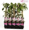 Waldrebe Clematis armandii Apple Blossom Produktbild-Vorschau 1