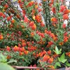 2 X Ginestra Lena / Cytisus Lena | Piccolo arbusto e Anteprima dell’immagine prodotto 4