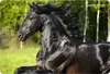 A black horse running in a grassy field with trees in the background. Produktbild-Vorschau