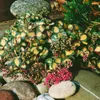 Siebold-Fetthenne Mediovariegatum, im Topf - Sedum Produktbild-Vorschau 2