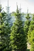 Picea abies 'Will's Zwerg', Fichte, kompakt, 50–60 cm Produktbild-Vorschau 8