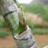 BANDE POUR LA RÉCOLTE DES ARBRES FRUITS Film 100m x 3cm Voir les images du produit 5