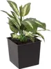 A green plant with variegated leaves sits in a square black pot filled with dark soil. Náhľad obrázku produktu