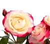 Dehner Rose Edelrose Nostalgie®, Züchter Tantau, Produktbild-Vorschau 5