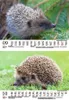 Igelzauber DIN A5 Wandkalender für 2025 Igel - Seelenzauber Produktbild-Vorschau 6