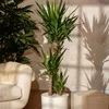 Juka - Yucca elephantipes - Wysokość 70–80 cm - ⌀21cm Podgląd zdjęcia produktu 6