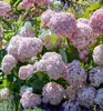 Ballhortensie 'CANDYBELLE BUBBLEGUM' 30-40 cm, Cont. 2,5 l Produktbild-Vorschau 2