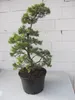 Krummholz-Kiefer - Formschnitt - Sichelform - Pinus mugo Produktbild-Vorschau 4