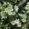 Clematis Early Sensation - zimozielona, wieloletnia i Podgląd zdjęcia produktu 3