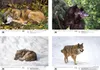 Wolfszauber DIN A3 Kalender für 2027 Wolf und Wölfe - Produktbild-Vorschau 4
