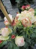 Rosa Giardina - Synonym L'Alhambra - Kletterrose - Produktbild-Vorschau 2