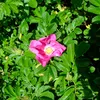 2 x  Apfelrose-Sylter Rose - Rosa rugosa  | 40-60 cm in Produktbild-Vorschau 2