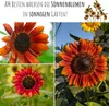 Farbenfrohe Sonnenblumen Samen mit hoher Keimrate - Produktbild-Vorschau 3