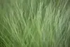 Stipa tenuissima 'Ponytails', Ziergras, ca. 1L Topf Produktbild-Vorschau 8