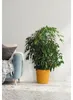 Übertopf Fyre Kunststoff Ø 40 cm H 39 cm mango inkl. Rollen Produktbild-Vorschau 3