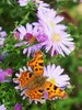 CALVENDO Puzzle C-Falter auf Glattblatt-Aster | 1000 Teile Produktbild-Vorschau 3