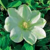 Clematis Guernsey Cream, 1L, Blütendurchmesser 12-15 cm, Produktbild-Vorschau 1